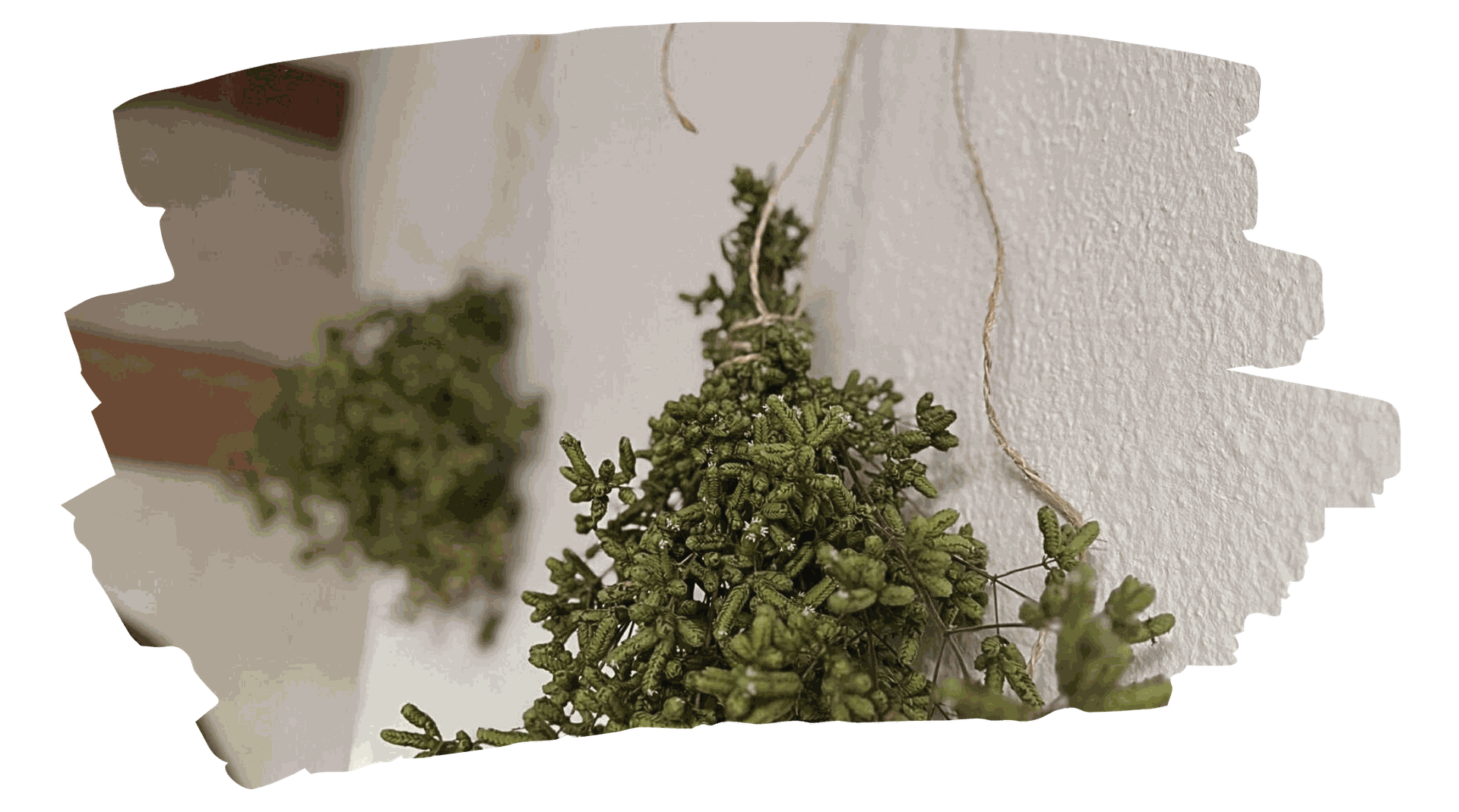 Cómo y cuándo cosechar orégano, una de las aromáticas más valoradas, y cómo secarlo paso a paso para conservarlo