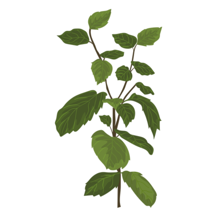 Plantas aromáticas y florales más recomendadas para el huerto