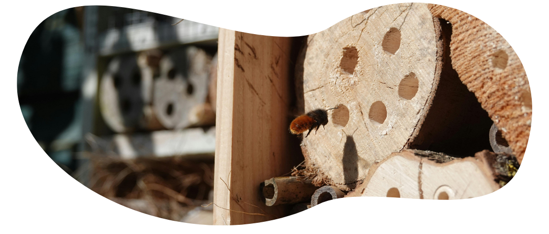 Insect hotels: shelters for beneficial biodiversity