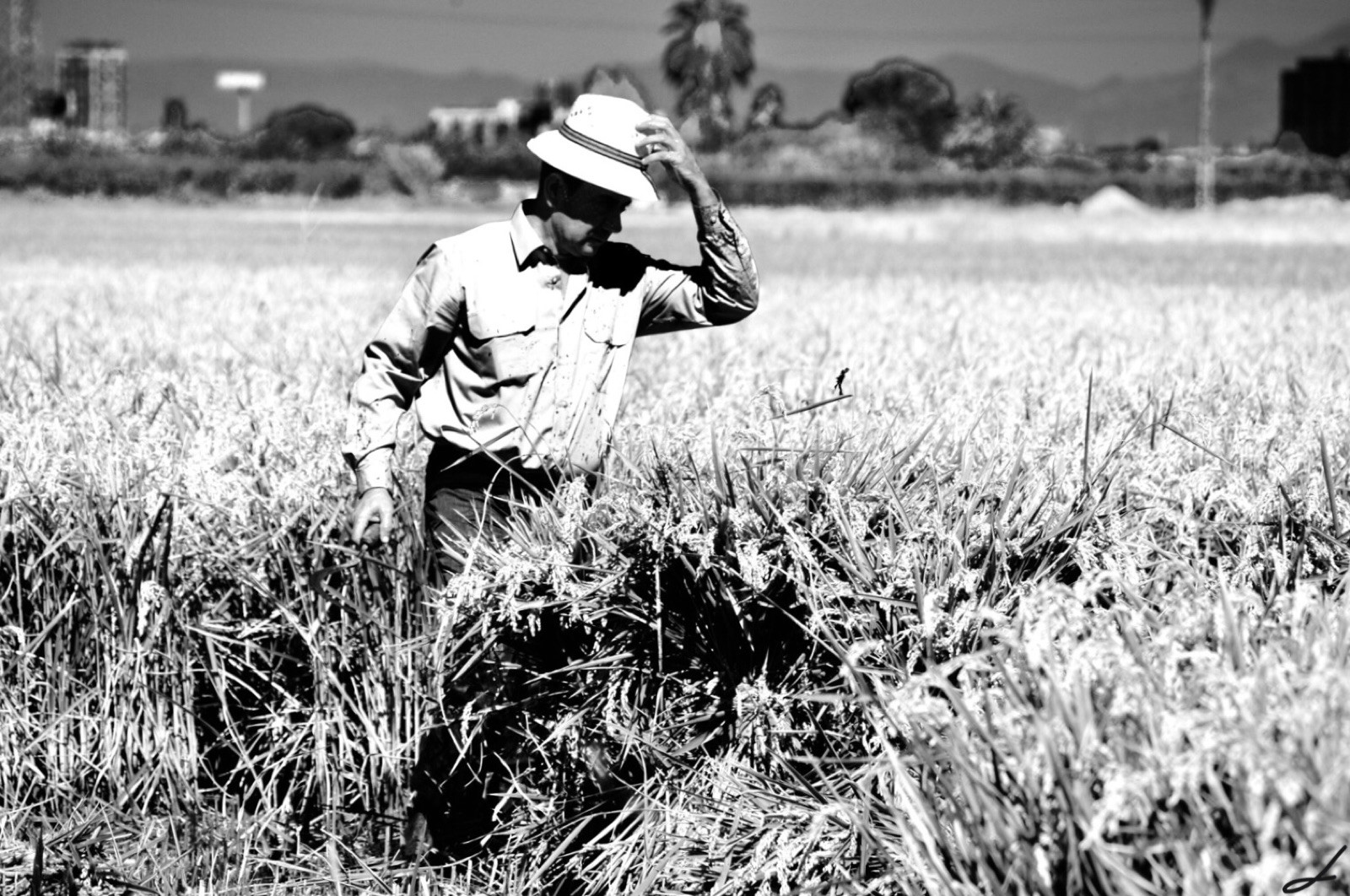 Imagen del proyecto La tradición de los trabajos en la huerta valenciana