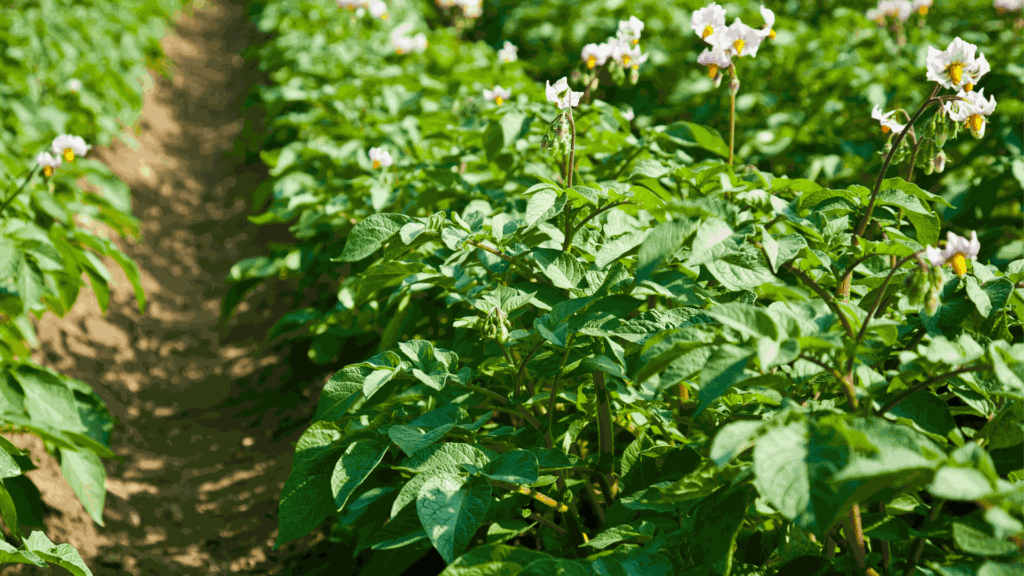 Valencia’s Market-Garden Landscape and Its Role in the Mediterranean Diet