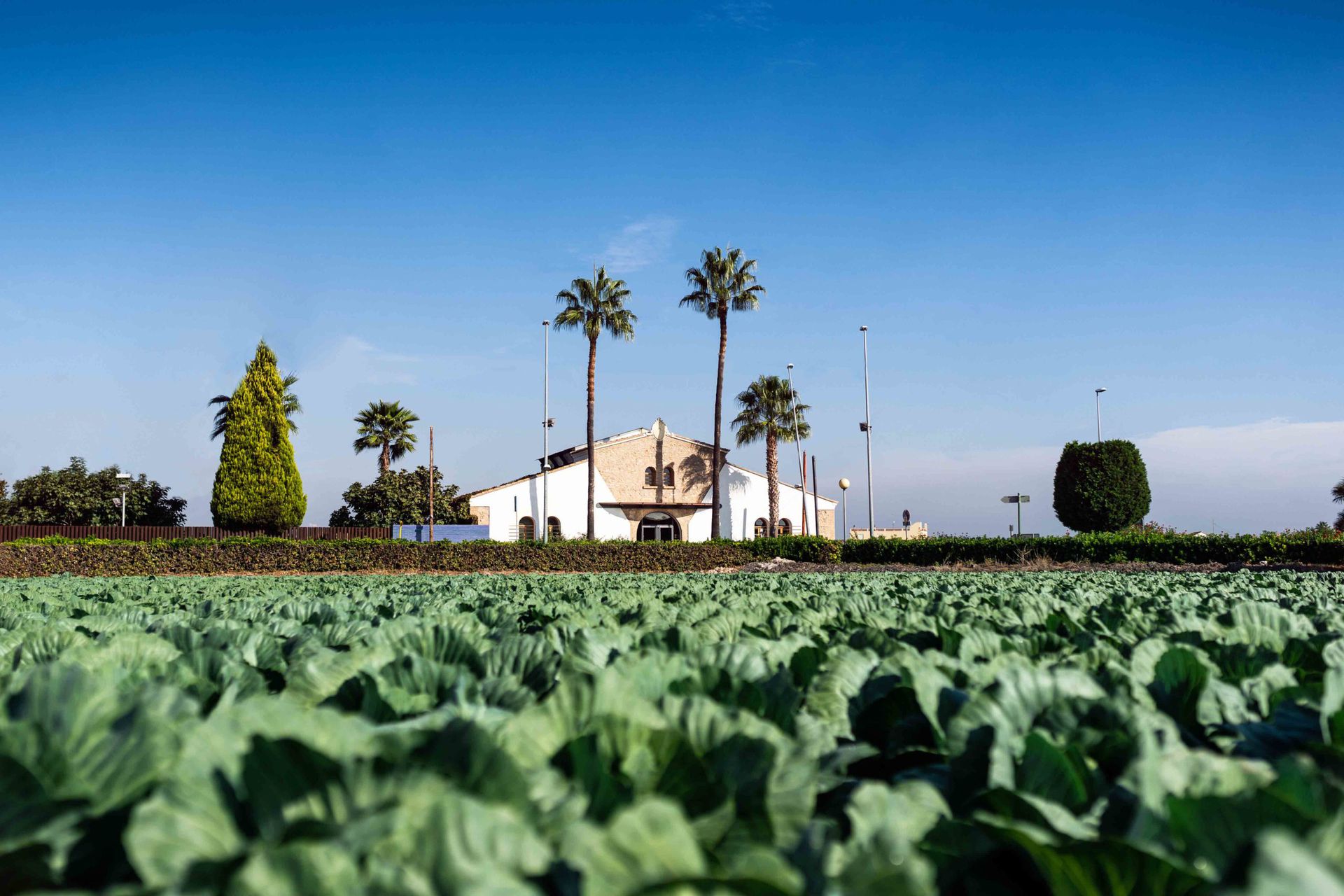 Imagen del proyecto La tradición de los trabajos en la huerta valenciana