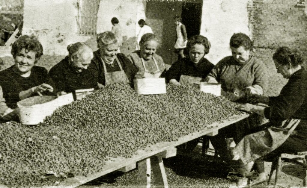 Nous recursos per a visibilitzar el paper de les dones a l’horta valenciana