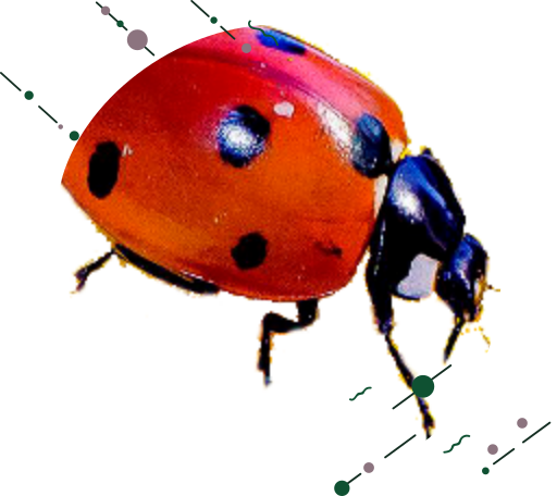 Insectos beneficiosos para el huerto