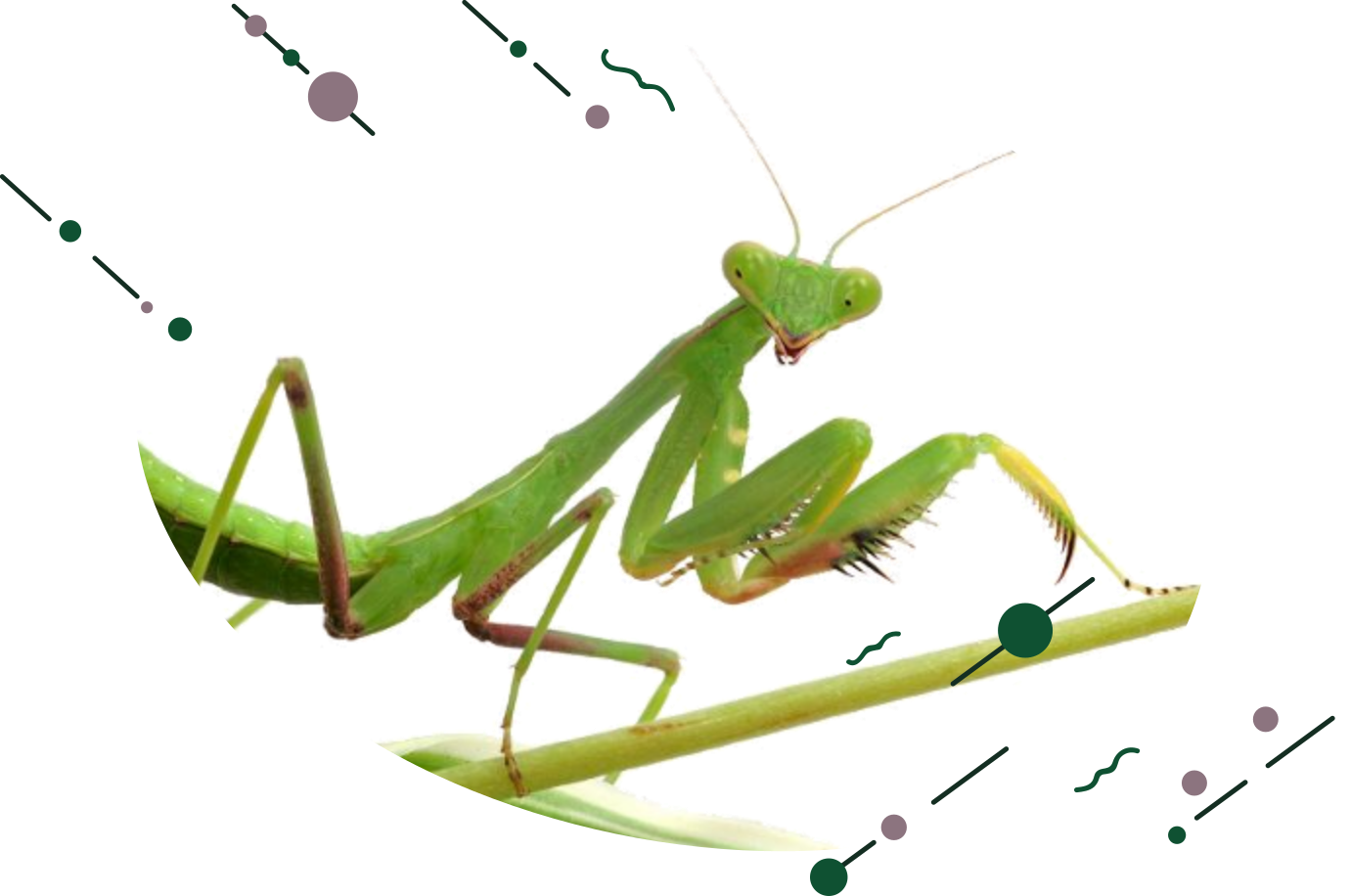 Insectos beneficiosos para el huerto