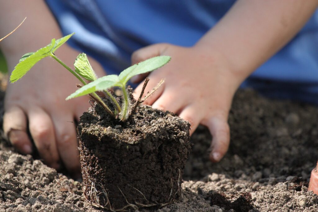 Què plantar en l’hort els mesos de setembre i octubre