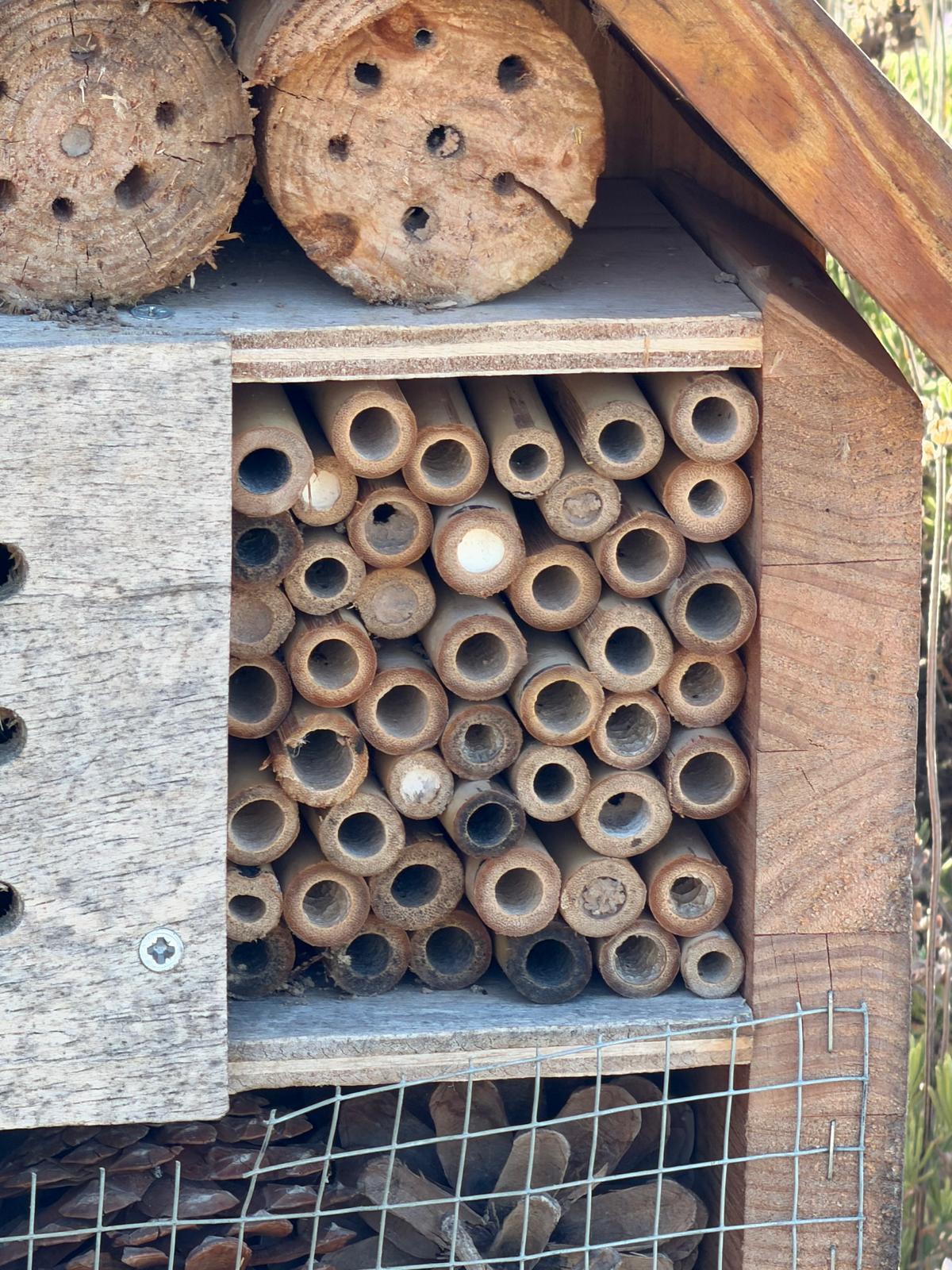 Detalle de las cañas de un hotel de insectos, con algunas entradas selladas.